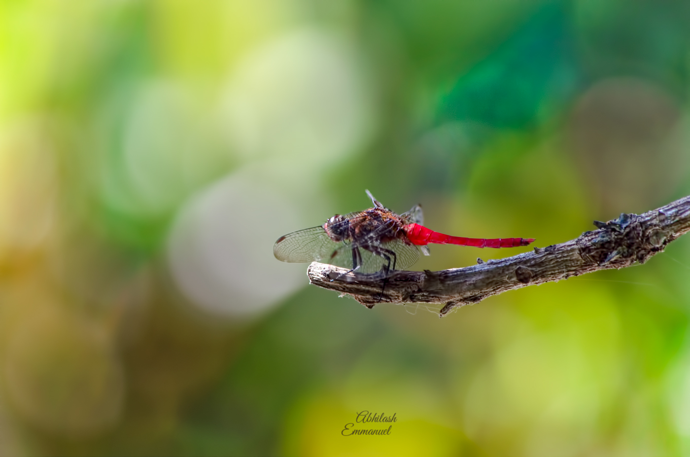 Beauty and the Bokeh