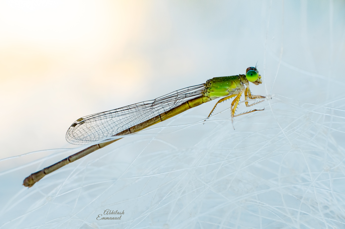 Damsel