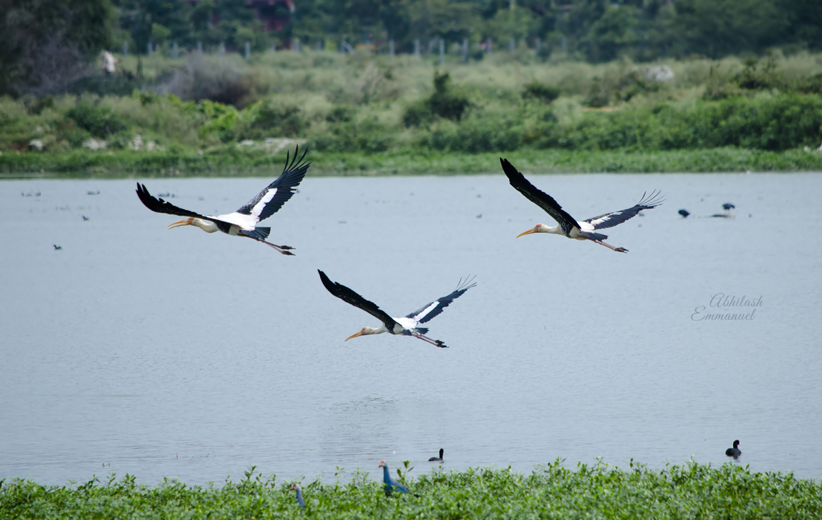 Three storks flying in formation low over a lake